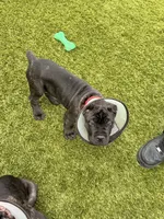 Athena , a female Cane Corso for sale in Colorado Springs, CO – 2 of 5