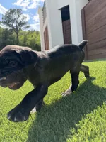 Valkyrie, a female Cane Corso for sale in Colorado Springs, CO – 2 of 5