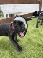 Athena , a female Cane Corso for sale in Colorado Springs, CO – 5 of 5