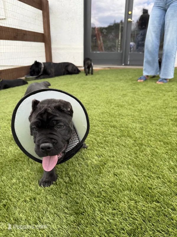 Athena  – Cane Corso puppy for sale in Colorado Springs, CO