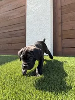 Valkyrie, a female Cane Corso for sale in Colorado Springs, CO – 4 of 5