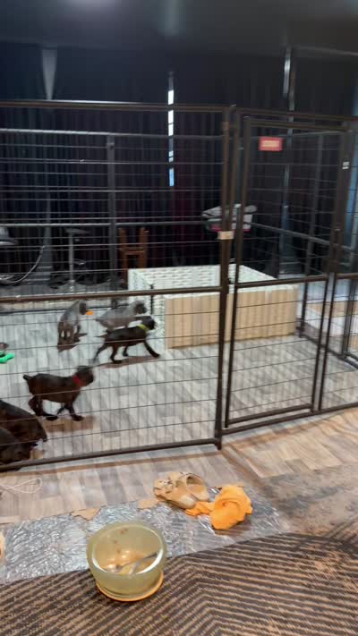 Athena , a female Cane Corso for sale in Colorado Springs, CO – 4 of 5