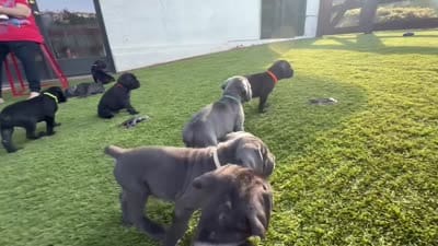 Valkyrie, a female Cane Corso for sale in Colorado Springs, CO – 5 of 5