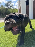 Valkyrie, a female Cane Corso for sale in Colorado Springs, CO – 3 of 5