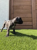 Valkyrie, a female Cane Corso for sale in Colorado Springs, CO – 1 of 5