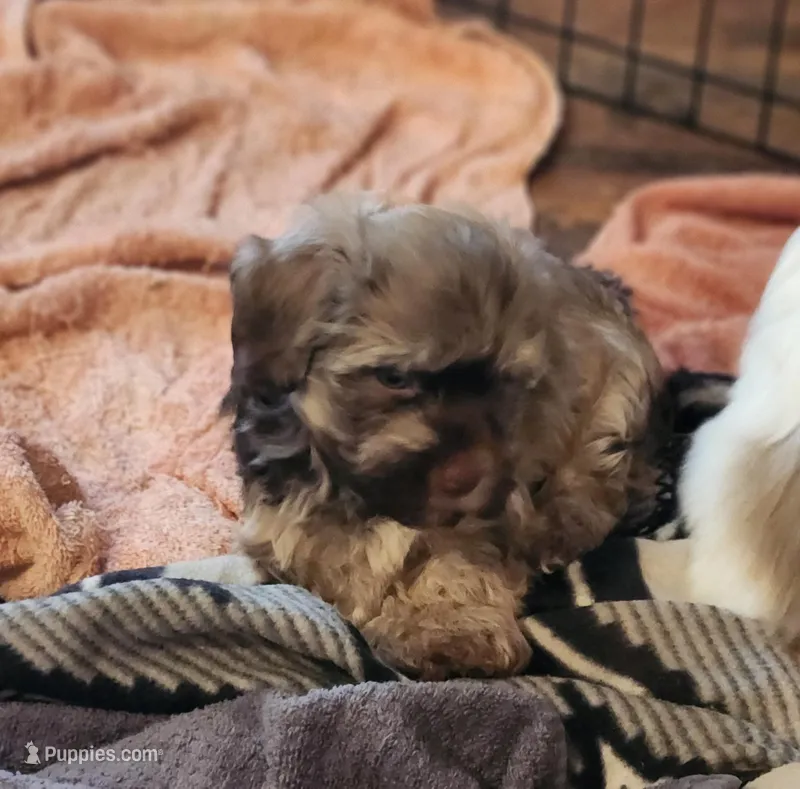 AKC TRI COLORED MALE