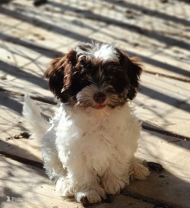 AKC. Chico  chocolate