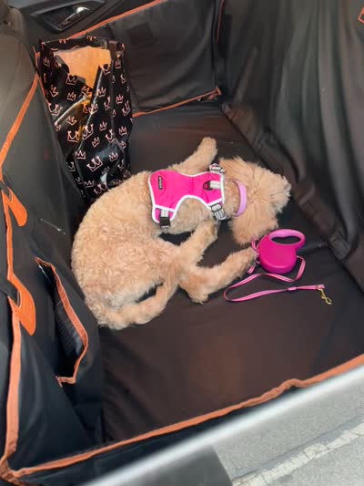 Ladybug (Lady), a female Aussiedoodle for sale in Roselle, IL – 2 of 6