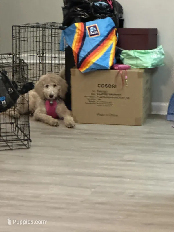 Ladybug (Lady) – Aussiedoodle puppy for sale in Roselle, IL