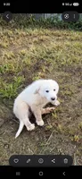 Odin, a male Great Pyrenees for sale in Charlestown, IN – 3 of 5