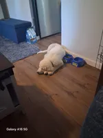 Odin, a male Great Pyrenees for sale in Charlestown, IN – 4 of 5