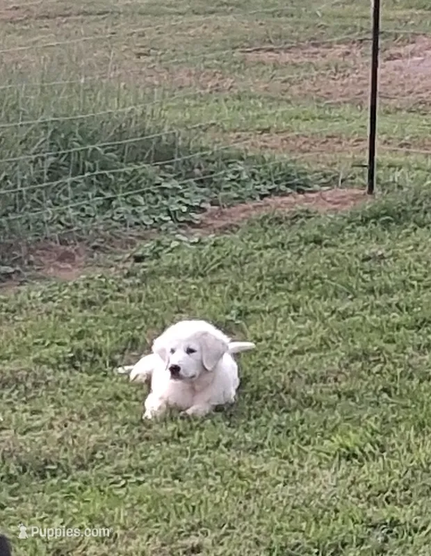 Odin – Great Pyrenees puppy for sale in Charlestown, IN