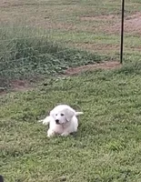 Odin, a male Great Pyrenees for sale in Charlestown, IN – 1 of 5