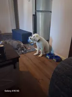 Odin, a male Great Pyrenees for sale in Charlestown, IN – 5 of 5