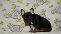 Pierre, a male French Bulldog for sale in Denver, CO – 3 of 4