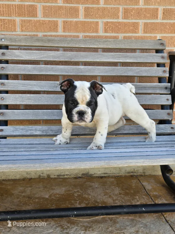 Tony – English Bulldog puppy for sale in Denver, CO