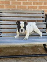 Tony, a male English Bulldog for sale in Denver, CO – Photo 1 of 9