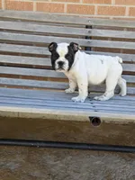 Tony, a male English Bulldog for sale in Denver, CO – Photo 8 of 9