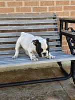 Tony, a male English Bulldog for sale in Denver, CO – Photo 5 of 9