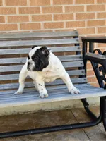 Tony, a male English Bulldog for sale in Denver, CO – Photo 4 of 9