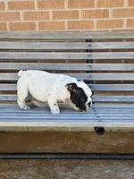 Tony, a male English Bulldog for sale in Denver, CO – Photo 6 of 9