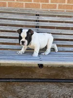 Tony, a male English Bulldog for sale in Denver, CO – Photo 2 of 9