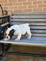 Tony, a male English Bulldog for sale in Denver, CO – Photo 9 of 9
