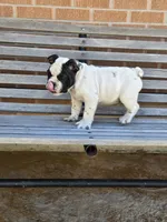 Tony, a male English Bulldog for sale in Denver, CO – Photo 7 of 9