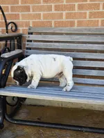 Tony, a male English Bulldog for sale in Denver, CO – Photo 3 of 9