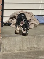 Tiny, a male French Bulldog for sale in Denver, CO – 3 of 10