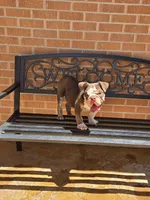 Choco, a male English Bulldog for sale in Denver, CO – 7 of 8