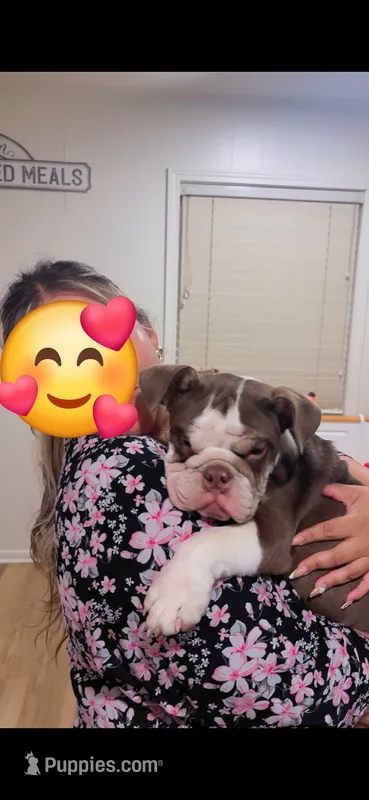 Choco – English Bulldog puppy for sale in Denver, CO