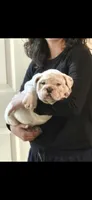 Moto moto, a male English Bulldog for sale in Denver, CO – Photo 6 of 6