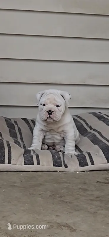 Moto moto – English Bulldog puppy for sale in Denver, CO