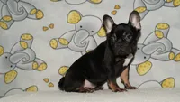 Pierre, a male French Bulldog for sale in Denver, CO – 1 of 4