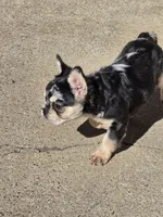 Tiny, a male French Bulldog for sale in Denver, CO – 8 of 10