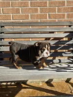 Luna, a female English Bulldog for sale in Denver, CO – Photo 8 of 8