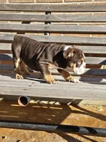 Luna, a female English Bulldog for sale in Denver, CO – Photo 2 of 8