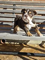 Luna, a female English Bulldog for sale in Denver, CO – Photo 4 of 8