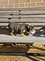 Luna, a female English Bulldog for sale in Denver, CO – Photo 7 of 8