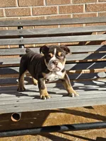 Luna, a female English Bulldog for sale in Denver, CO – Photo 6 of 8