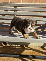 Luna, a female English Bulldog for sale in Denver, CO – Photo 3 of 8
