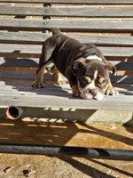 Luna, a female English Bulldog for sale in Denver, CO – Photo 1 of 8