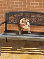 Choco, a male English Bulldog for sale in Denver, CO – 8 of 8