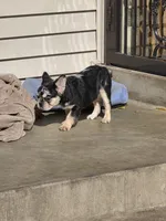 Tiny, a male French Bulldog for sale in Denver, CO – 4 of 10