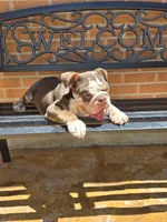 Choco, a male English Bulldog for sale in Denver, CO – 5 of 8