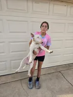 Chico, a male Bull Terrier for sale in Denver, CO – 3 of 5