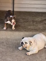 Choco, a male English Bulldog for sale in Denver, CO – 6 of 8