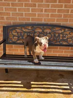 Choco, a male English Bulldog for sale in Denver, CO – 4 of 8