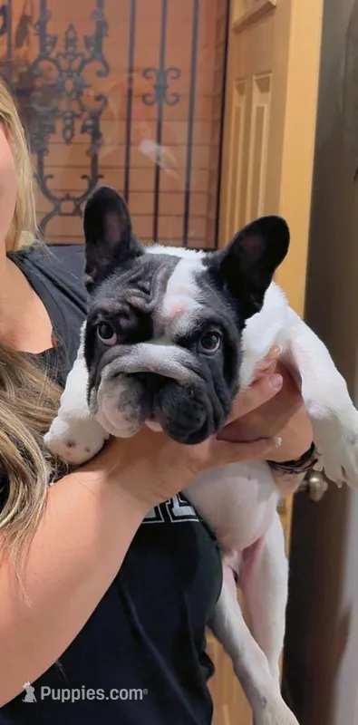Meatball  – French Bulldog puppy for sale in Denver, CO